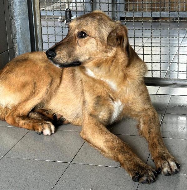 PAPRIKA DOLCE CUCCIOLONA Foto 3